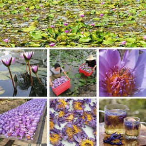 Оптовая продажа сушеных цветов синего лотоса Clqq: чистый натуральный органический цветочный чай высшего сорта для курения и настоев - Product Image 5