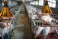 Lampe chauffante pour poussins Porcelet animal ampoule d'élevage infrarouge avec abat-jour