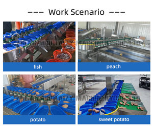 Trieuse pondérale automatique à grande échelle pour huîtres, fruits de mer, pommes de terre, oignons, pommes et poissons - Product Image 2