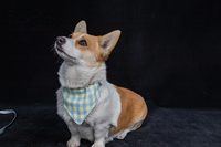Accessoires pour animaux de compagnie : Bandana triangulaire vierge pour sublimation, en coton doux, personnalisable, avec nœud papillon pour chien