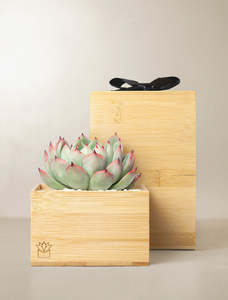 <span class=keywords><strong>Cactus</strong></span>-<span class=keywords><strong>Arbre</strong></span> d'intérieur pour <span class=keywords><strong>chat</strong></span>, simulation de plante succulente, mini bambou, fournitures de jardin - Product Image 6