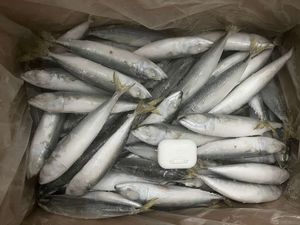 X1654 الشركة المصنعة IQF scompber Japonicus Land Fish 8-10 روض - Product Image 2