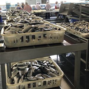 Direto da fábrica 125g cantou sardinas no molho de tomate - Product Image 6