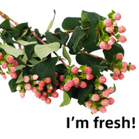 Langsung Dari Yunnan Bunga Segar Hypericum 50cm Merah Hijau Pesan Sampel Cepat Hypericum untuk Pesta