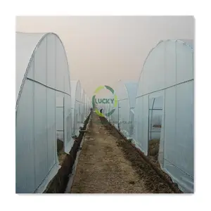 Agriculture Modern Water Treatment Plantation Single Span Green House With Hot Galvanized Steel Frame