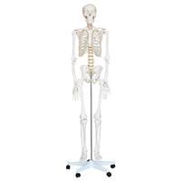 Aides pédagogiques, squelettes anatomiques en PVC de 180 cm, sciences médicales, modèle de squelette anatomique humain avec système nerveux et muscles