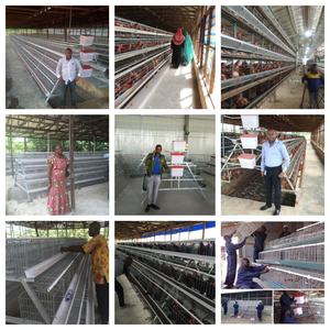 กรงไก่เชิงพาณิชย์แบบใช้แบตเตอรี่อัตโนมัติก<span class=keywords><strong>ร</strong></span>งไก่สำหรับฟา<span class=keywords><strong>ร</strong></span>์มผลิตไข่แบบ<span class=keywords><strong>แอ</strong></span><span class=keywords><strong>ฟ</strong></span><span class=keywords><strong>ริ</strong></span><span class=keywords><strong>กัน</strong></span> - Product Image 6