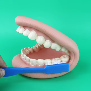 Modèle de dents scientifique médical de haute qualité de la marque Yulin YL15 pour la démonstration de la mastication et du brossage, meilleur prix avec option de protection - Product Image 2