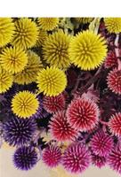 Vente directe d'usine en gros de fleurs séchées Chinops, fleurs éternelles préservées Blue Planet et autres fleurs et plantes décoratives