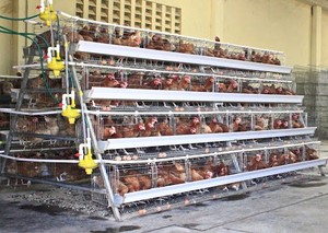 Cage à poulets automatique pour élevage <span class=keywords><strong>de</strong></span> volailles, cage à poulets pliable pour l'élevage d'oiseaux, cage à œufs pour animaux, poulailler commercial - Product Image 5
