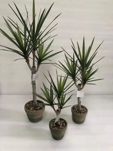New Design Factory Directly <strong>Sale</strong> Artificial <strong>Yucca</strong> Tree Latex Greenery <strong>Plant</strong> in Cement Pot - Product Image 6