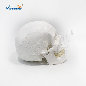 Modelo de cráneo humano VIC0157 con distribución vascular intracraniana natural, specimen de cráneo digitalmente etiquetado - Product Image 4