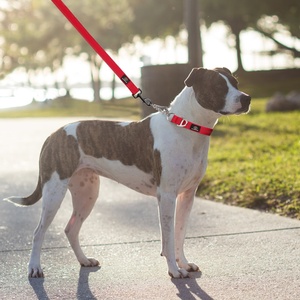 <span class=keywords><strong>Collar</strong></span> de Perro Martingale de Doble Estructura Resistente, <span class=keywords><strong>Collar</strong></span> de Nailon a Prueba de <span class=keywords><strong>Escape</strong></span> con Cadena - Product Image 6