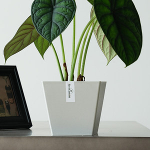 Pot de fleurs carré simple en plastique noir pour plantes d'intérieur, idéal pour la culture à chaud, pot de jardinage de bureau, jardinière pour tortues - Product Image 2