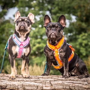 สายรัดป่านเป็นมิตรต่อสิ่งแวดล้อมเดินได้ง่ายไม่ดึงสายรัดสำหรับสุนัขป่านสายรัดสำหรับสุนัขป่านสัตว์เพื่อความปลอดภัย - Product Image 6