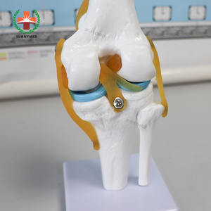 SY-N005 3D funcional <span class=keywords><strong>de</strong></span> <span class=keywords><strong>la</strong></span> articulación <span class=keywords><strong>de</strong></span> <span class=keywords><strong>la</strong></span> <span class=keywords><strong>rodilla</strong></span> modelo con fémur tibia y peroné meniscos y rótula - Product Image 5