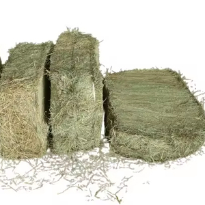Premium Dried Rhodes <b>Grass</b> Bales From Pakistan High-Protein Animal <b>Feed</b> for Cattle Pig Sheep Goat Horse Grain Type - Product Image 1