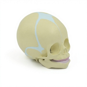 Modelo de Cráneo Infantil, Cráneo de Bebé, Ayuda Didáctica, Demostración de Mandíbula, Anatomía Esquelética Humana, Modelo Anatómico PNT-0160 - Product Image 1