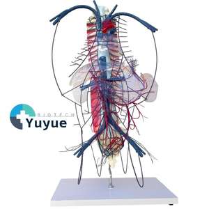 Modèle de circulation des veines portiques et des collatéraux - Modèle anatomique du système vasculaire humain pour l'enseignement en hépatologie - Product Image 1