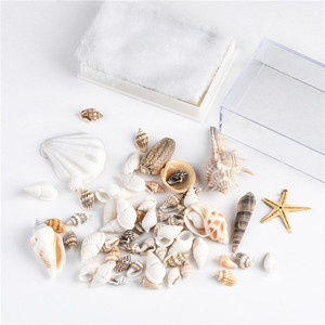 天然海洋化石標本ホーム水槽装飾ビーチシェル海洋化石クラフト - Product Image 2