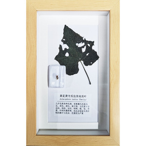 Matériel pédagogique sur la protection des plantes, acheté sur place, pour la recherche et l'enseignement : spécimens d'insectes et de maladies des cultures, et matériel original. - Product Image 4