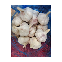 Ail frais de nouvelle récolte de haute qualité, prix abordable, ail blanc pur de Chine, ail blanc premium pour la vente en gros