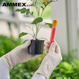 Ammex Disposable Latex Gloves <b>Powder</b> Free <b>Textured</b> For Home And Food Use 100 Pcs Per Box - Product Image 2