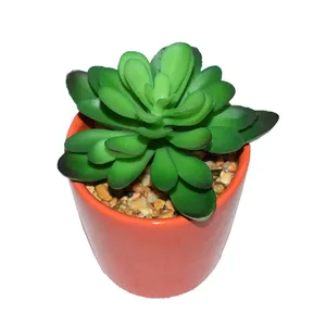 Chrysanthemum potted plant in mini green succulents, suitable for desktop computer placement
