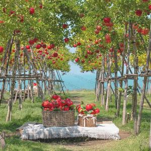 Fruta decorativa de Navidad, manzana roja falsa grande realista, manzana de espuma impermeable reutilizable para centros de mesa de fiesta - Product Image 6