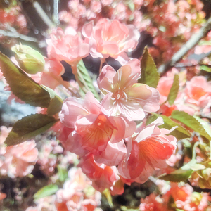 Decorazione nuziale giapponese <span class=keywords><strong>alberi</strong></span> artificiali ciliegio decorazione caffè interno <span class=keywords><strong>giardino</strong></span> fiori artificiali matrimonio fiore di ciliegio - Product Image 6