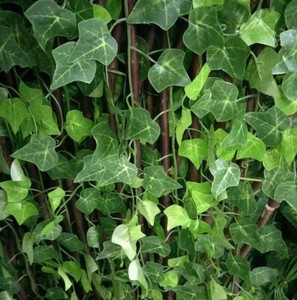 Plantes artificielles <span class=keywords><strong>de</strong></span> 2.1 cm <span class=keywords><strong>de</strong></span> Long, 1 pièce, feuilles <span class=keywords><strong>de</strong></span> <span class=keywords><strong>lierre</strong></span> vert/décoration suspendu - Product Image 6