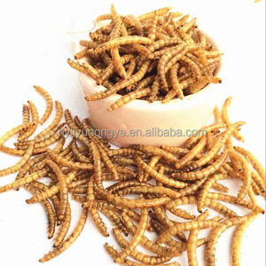 Protein Tenebrio tepung Molitor Weevil Tenebrio Molitor kuning megar makanan ringan kering makanan ringan hewan peliharaan untuk pakan hewan - Product Image 3