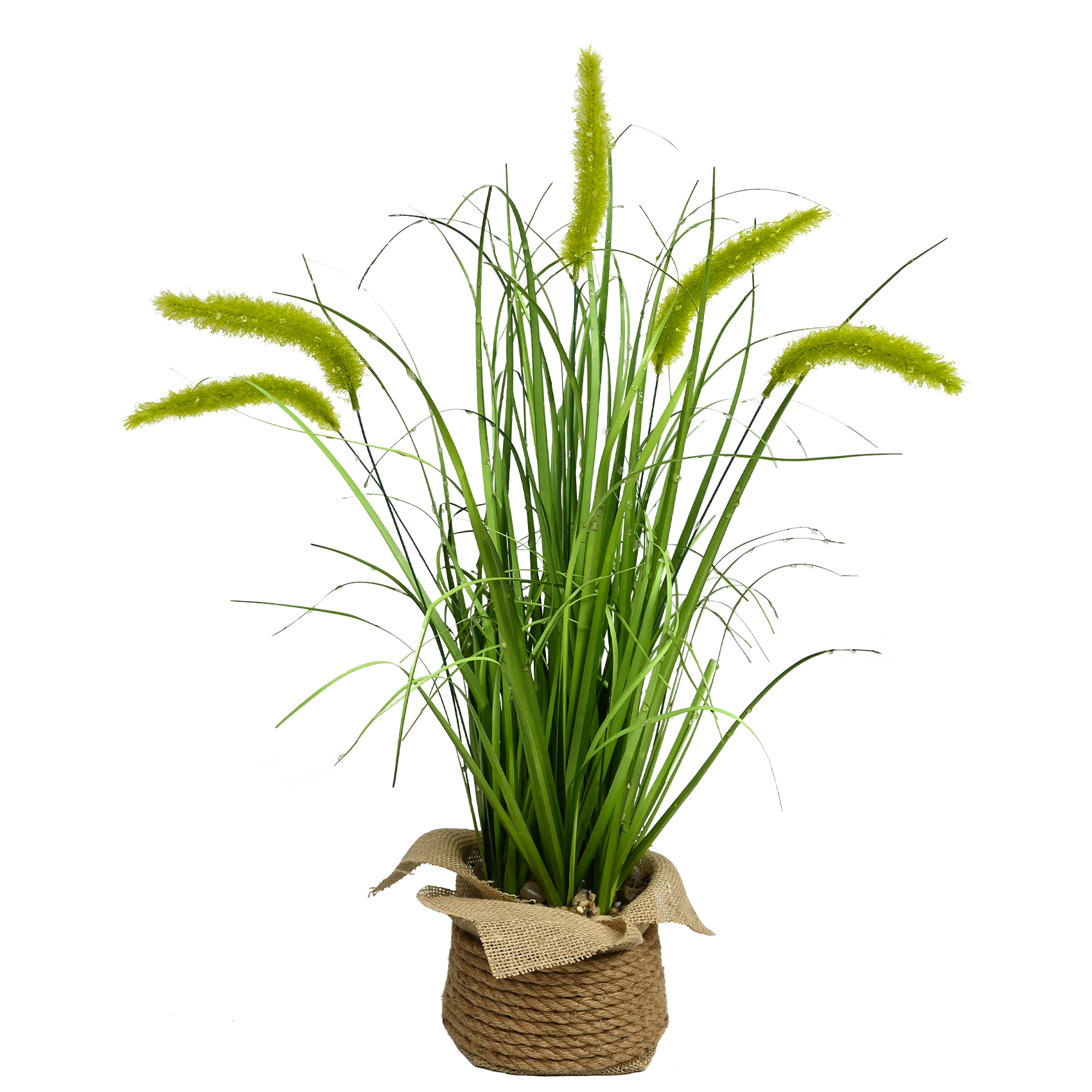 L'herbe de la queue du chien