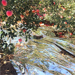 Fourniture directe du fabricant <span class=keywords><strong>Film</strong></span> <span class=keywords><strong>de</strong></span> paillis PE réfléchissant argenté <span class=keywords><strong>pour</strong></span> plastique <span class=keywords><strong>de</strong></span> moulage par soufflage coupé à la taille des pommes - Product Image 6