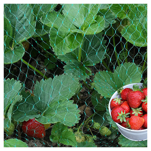 Vente directe d'usine - <span class=keywords><strong>Filet</strong></span> anti-oiseaux en plastique PP pour protéger les cerises et les raisins - Agriculture - Product Image 6
