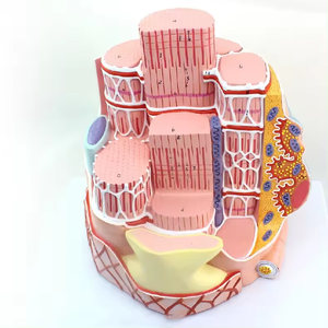 Équipement d'enseignement des sciences médicalesModèle de microanatomie de fibre musculaire <span class=keywords><strong>squelettique</strong></span> modèle de squelette humain modèle de muscle - Product Image 4