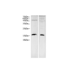 แอนติบอดี้หลาย CXCL9 - Product Image 1