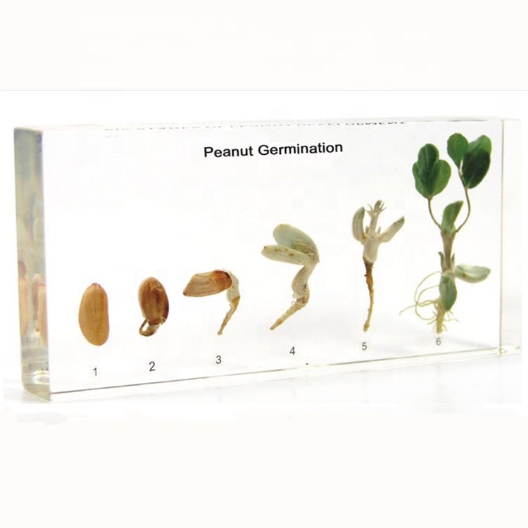 Peanut Germination Embedded Educational Specimens