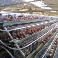 Kandang Ayam Bertingkat Otomatis Berlapis Seng Galvanis untuk Peternakan Ayam Petelur
