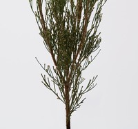 Diffuseur 100 ml LIBER, parfum d'ambiance coréen pour la maison, arôme longue durée, parfum haut de gamme, inspiré de la forêt, emballage élégant