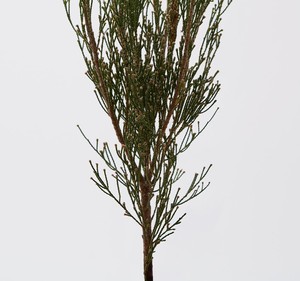 ดิฟฟิวเซอร์ 100 มล. LIBER น้ำหอมปรับอากาศสไตล์เกาหลี กลิ่นหอมติดทนนาน กลิ่นพรีเมียม กลิ่นป่าไม้ - Product Image 3