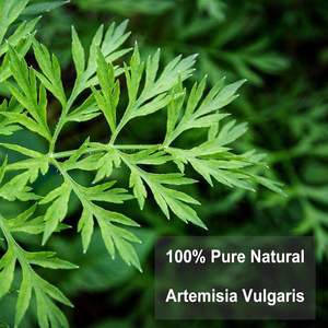 أوراق موجوريت كبيرة مجففة عالية الجودة أرتيميسيا فولجاريس طبيعية أوراق مجففة للبيع - Product Image 4