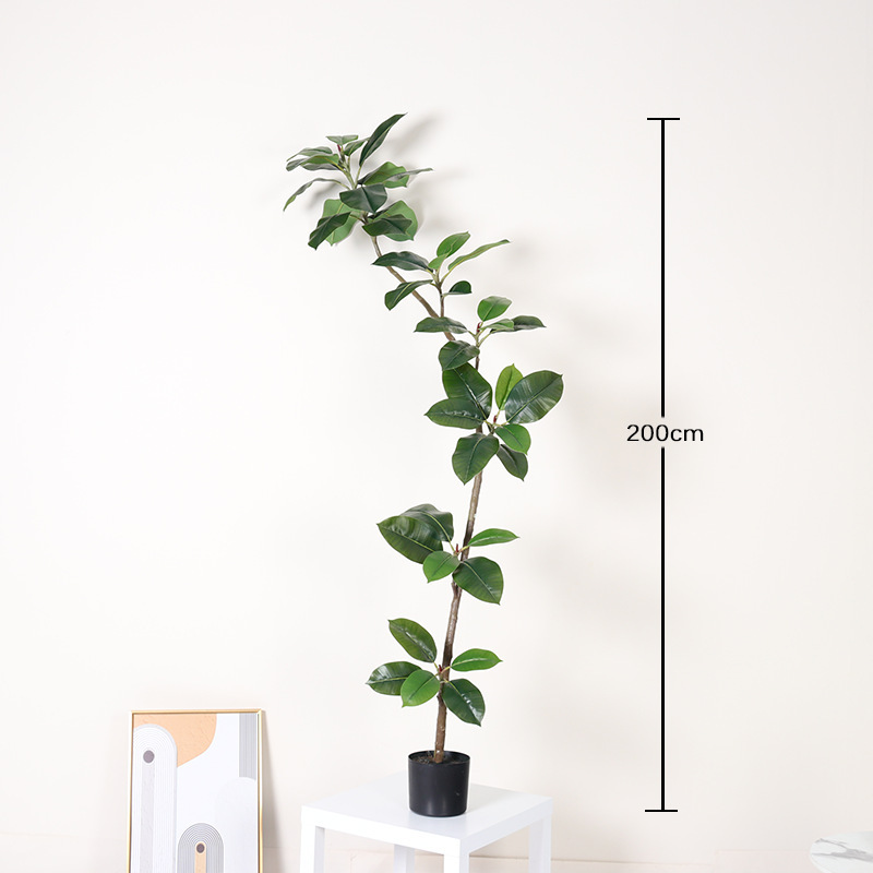 Ficus microcarpa - 200 cm