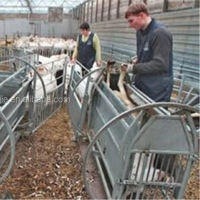 Équipement d'élevage de moutons et de chèvres : Table de retournement pour moutons, Machine de coupe de sabots pour moutons, Table de retournement pour chèvres