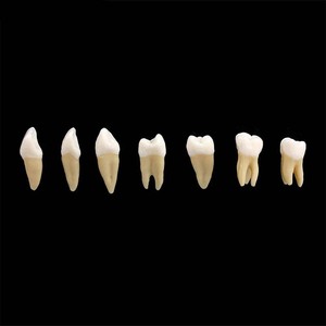 Modelo de Dientes Estándar de 28 Piezas para Enseñanza Dental, Comunicación con Pacientes, Educación y Herramientas Clínicas, Venta al Por Mayor de Fábrica - Product Image 3