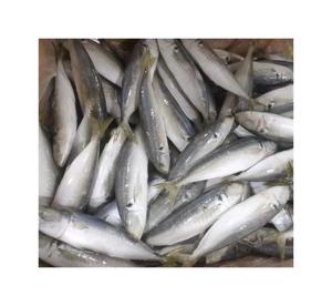 <span class=keywords><strong>Filetes</strong></span> de Caballa Congelados de Alta Calidad, 80-100g, Nutritivos, Ricos en Omega-3, Mariscos, Suministro al por Mayor <span class=keywords><strong>para</strong></span> Cadenas de Restaurantes - Product Image 3