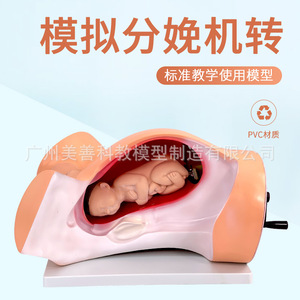 Modèle du mécanisme de naissance, modèle pédagogique du mécanisme de naissance, modèle de démonstration gynécologique du processus de naissance, à manivelle - Product Image 4