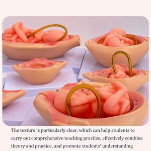 แบบจำลองกระบวน<span class=keywords><strong>การ</strong></span>พัฒนาของ<span class=keywords><strong>ทารก</strong></span><span class=keywords><strong>ใน</strong></span><span class=keywords><strong>ครรภ์</strong></span>ขนาดเท่าจริง แบบจำลองทางกายวิภาคทาง<span class=keywords><strong>การ</strong></span>แพทย์ สำหรับ<span class=keywords><strong>การ</strong></span>สอนการพัฒนาของตัวอ่อนในช่วงตั้งครรภ์ พร้อมอุปกรณ์ 10 ชิ้น - Product Image 5