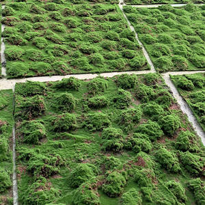 Fabricante Chino Suministra Césped Artificial Ecológico y Duradero, Alfombra <span class=keywords><strong>de</strong></span> Césped Arrugado (Plástico y Algodón) <span class=keywords><strong>para</strong></span> Paisajismo - Product Image 6