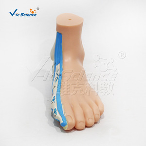 Modelo de pie normal natural, demostración de la anatomía del arco del pie, para uso en la enseñanza de rehabilitación en escuelas de medicina. - Product Image 1